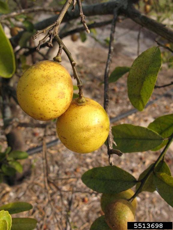 Eustis limequat, X Citrofortunella spp. cv. Eustis limequat (Sapindales