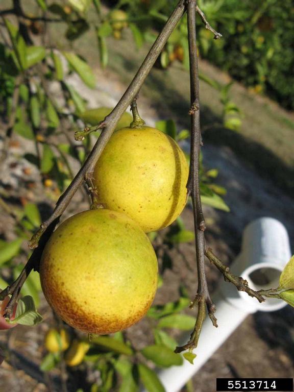 Eustis limequat (x Citrofortunella hybrid cv. Eustis limequat)