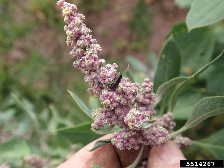 quinoa (Chenopodium quinoa)
