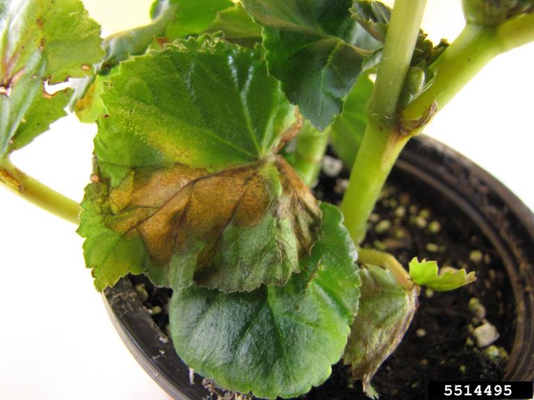 bacterial streak, black rot, and blight (Xanthomonas campestris ) on