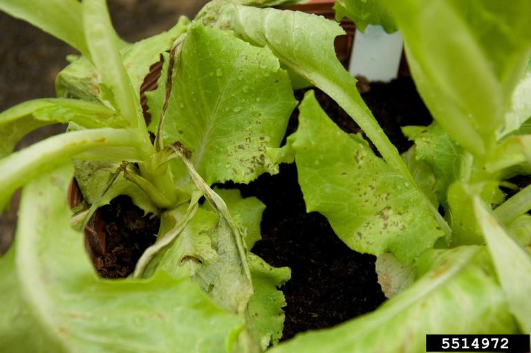 bacterial leaf spot of lettuce (Xanthomonas axonopodis pv. vitians)