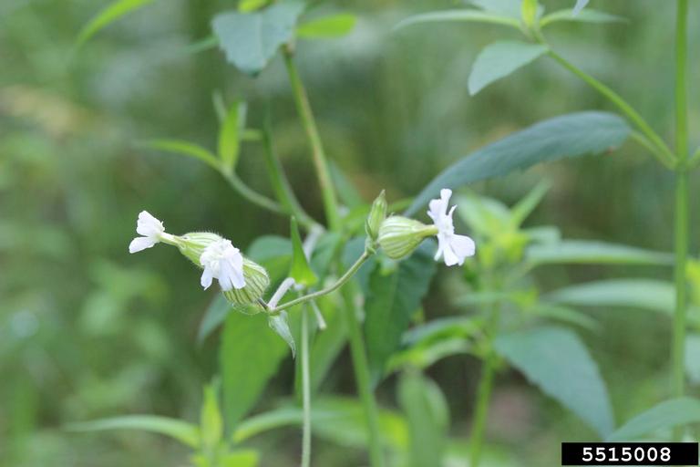 white campion, Silene latifolia (Caryophyllales: Caryophyllaceae) - 5515008