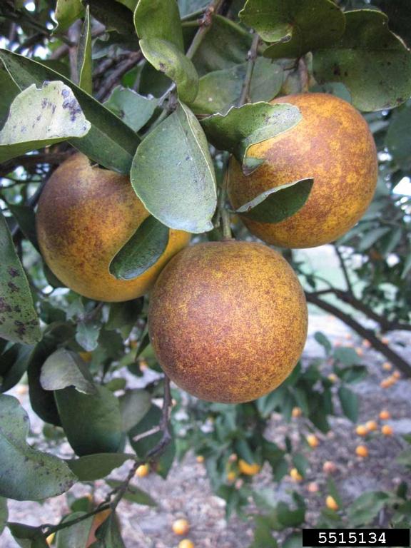 Hamlin (Citrus sinensis cv. Hamlin)