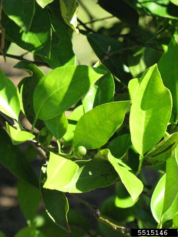 Hamlin (Citrus sinensis cv. Hamlin)
