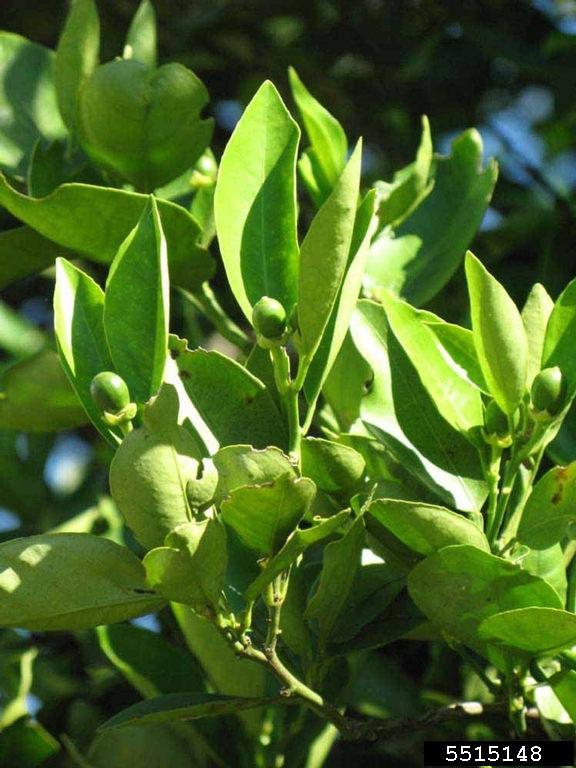 Hamlin (Citrus sinensis cv. Hamlin)