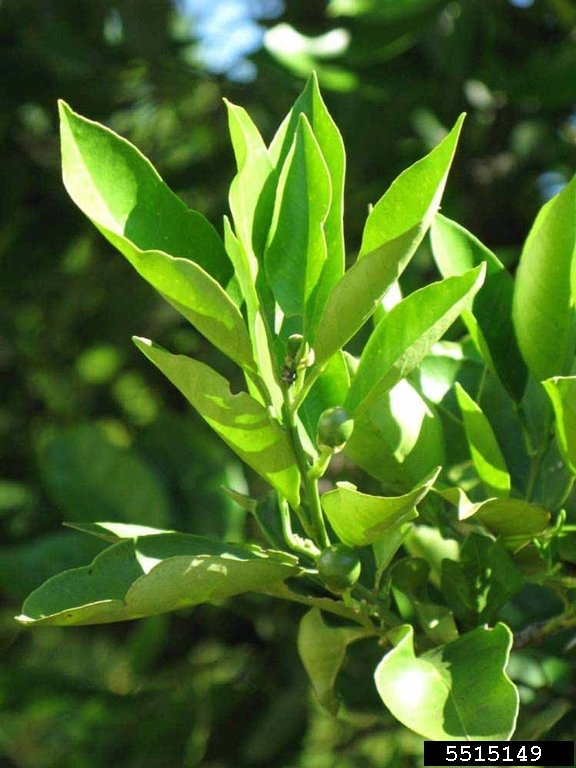 Hamlin (Citrus sinensis cv. Hamlin)