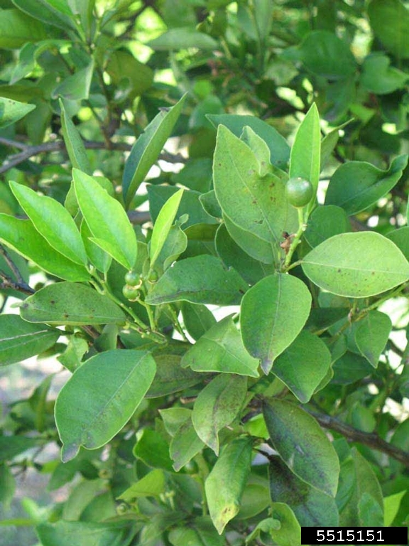 Hamlin (Citrus sinensis cv. Hamlin)
