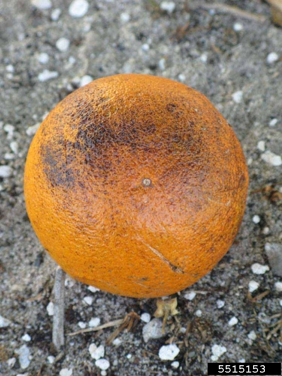 Hamlin (Citrus sinensis cv. Hamlin)