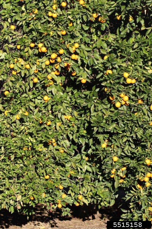 Hamlin (Citrus sinensis cv. Hamlin)