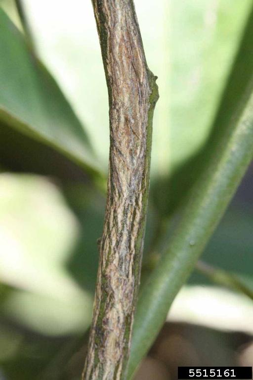 Hamlin (Citrus sinensis cv. Hamlin)