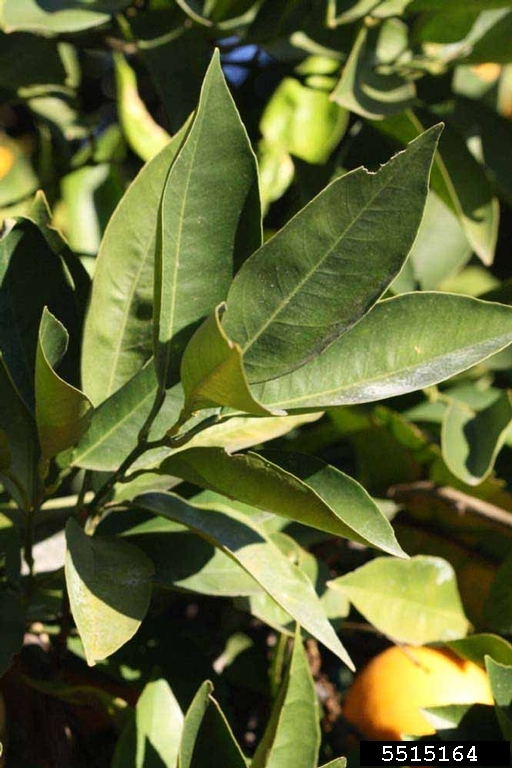 Hamlin (Citrus sinensis cv. Hamlin)