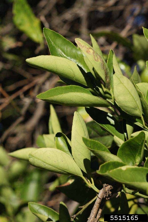 Hamlin (Citrus sinensis cv. Hamlin)