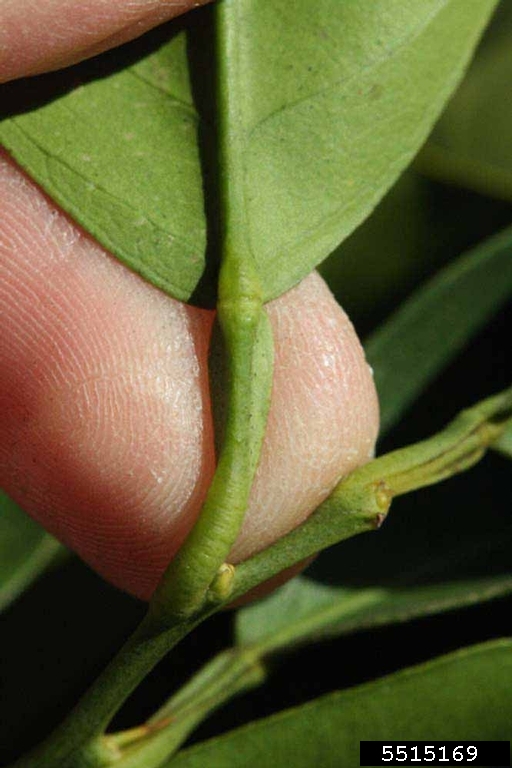 Hamlin (Citrus sinensis cv. Hamlin)