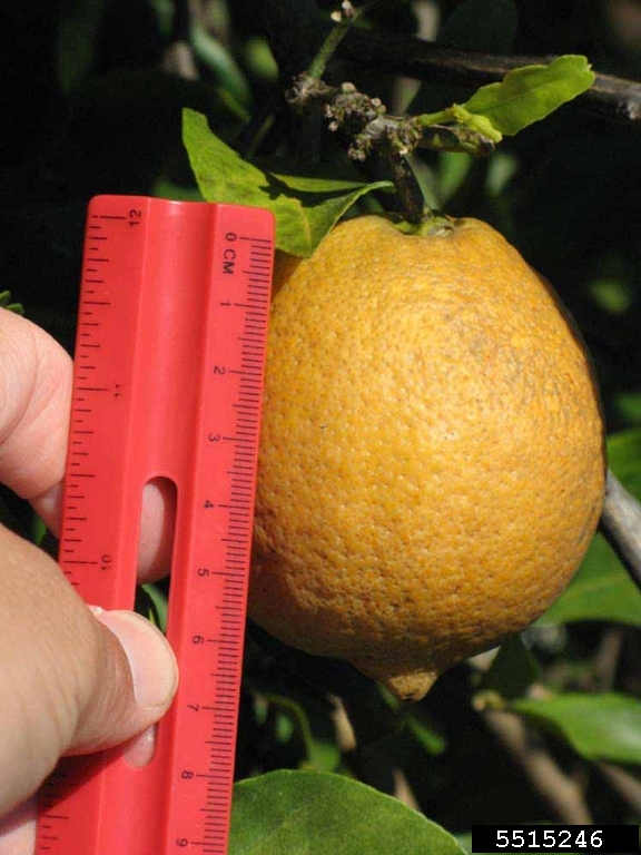 Harvey (Citrus x limon cv. Harvey)