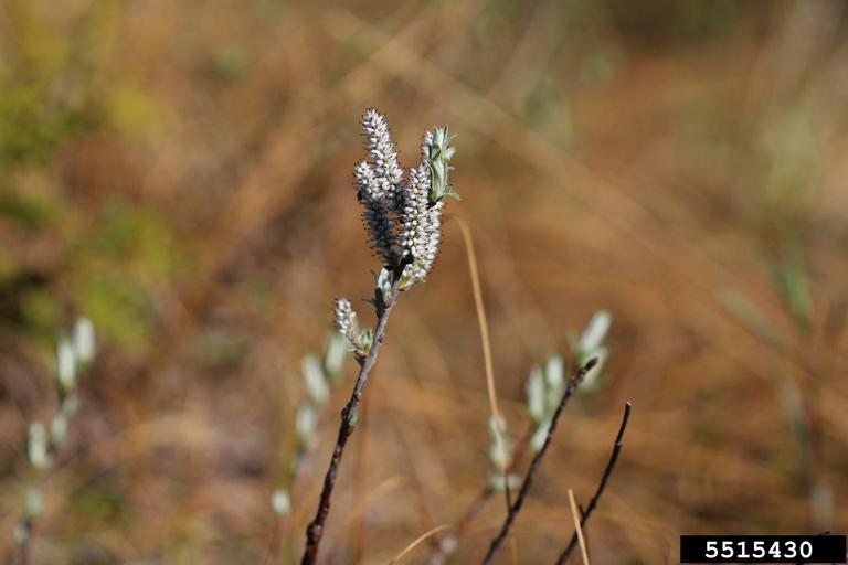 sageleaf willow (Salix candida)