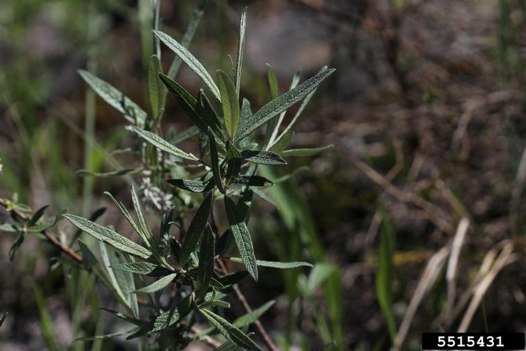 sageleaf willow, Salix candida (Salicales Salicaceae) 5515431