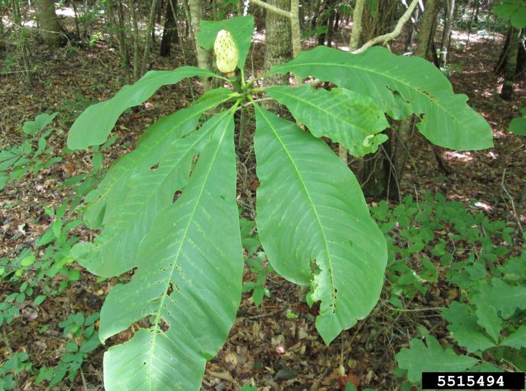 umbrella magnolia (Magnolia tripetala)