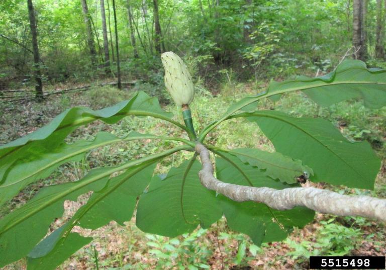 umbrella magnolia, Magnolia tripetala (Magnoliales Magnoliaceae) 5515498