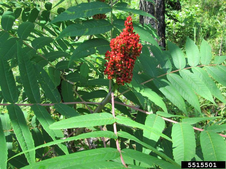smooth sumac (Rhus glabra)