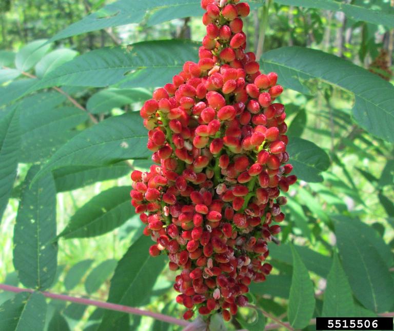 smooth sumac (Rhus glabra)
