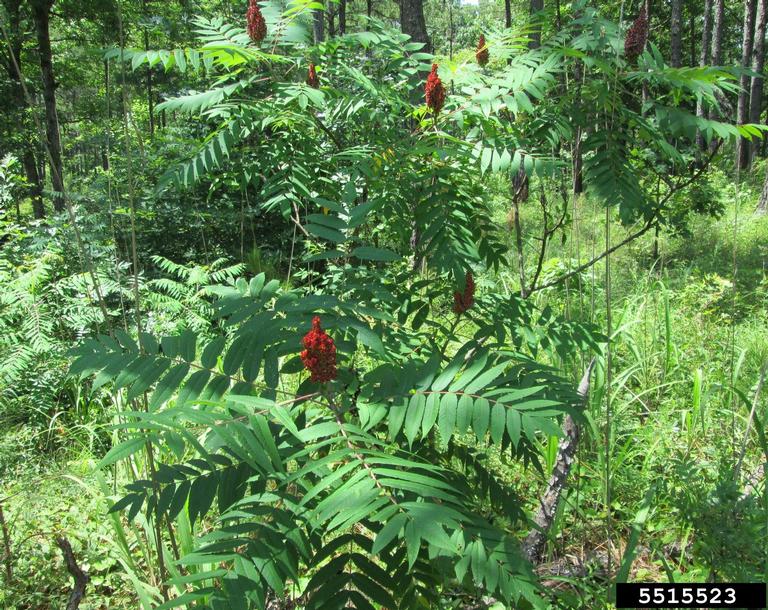 smooth sumac (Rhus glabra)