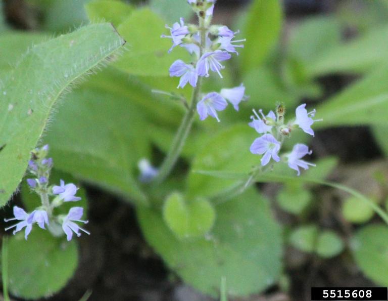 common speedwell (Veronica officinalis)
