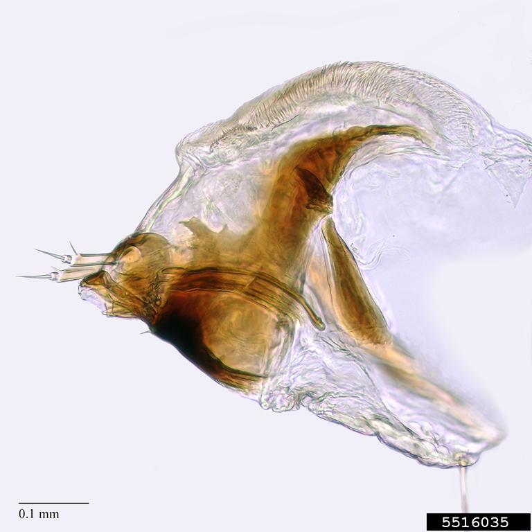 tomato fruit borer (Neoleucinodes elegantalis)