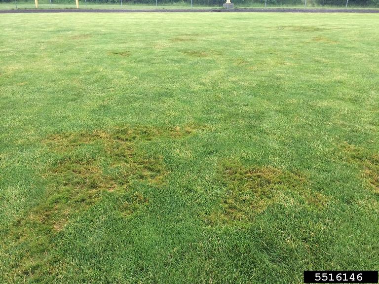 Pythium diseases (Genus Pythium)