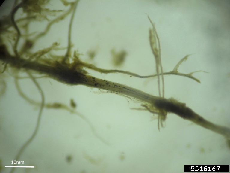 summer patch (Magnaporthe poae ) on Kentucky bluegrass (Poa pratensis