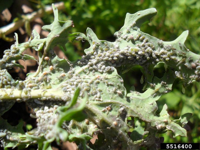 cabbage aphid (Brevicoryne brassicae ) on mustard (Brassica spp