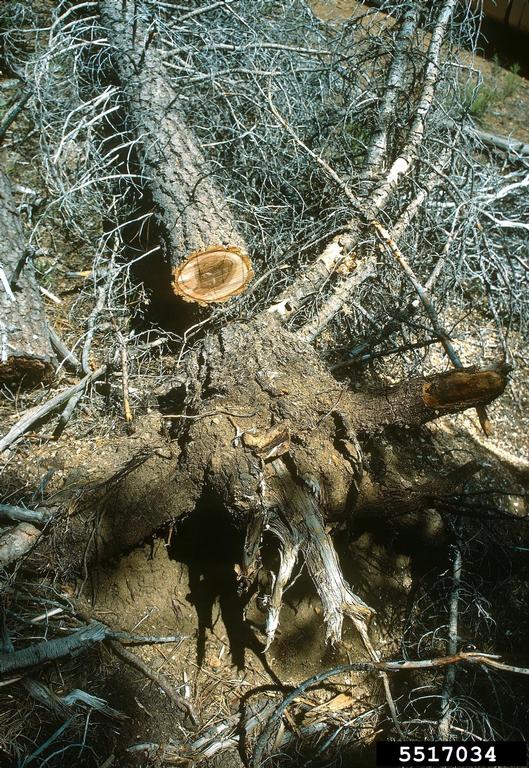 Heterobasidion root rot of fir and hemlock (Heterobasidion occidentale)