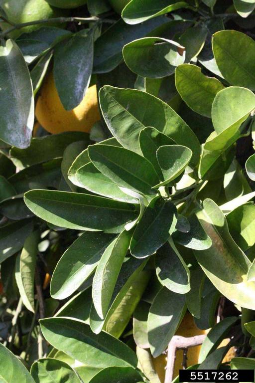 Imperial Grapefruit (Citrus paradisi cv. Imperial Grapefruit)