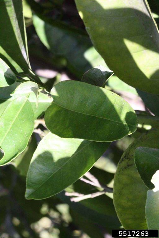 Imperial Grapefruit (Citrus paradisi cv. Imperial Grapefruit)