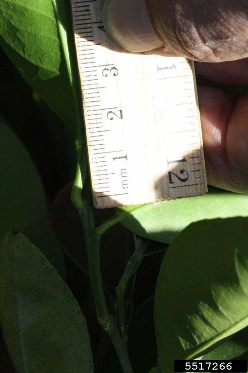 Imperial Grapefruit (Citrus paradisi cv. Imperial Grapefruit)