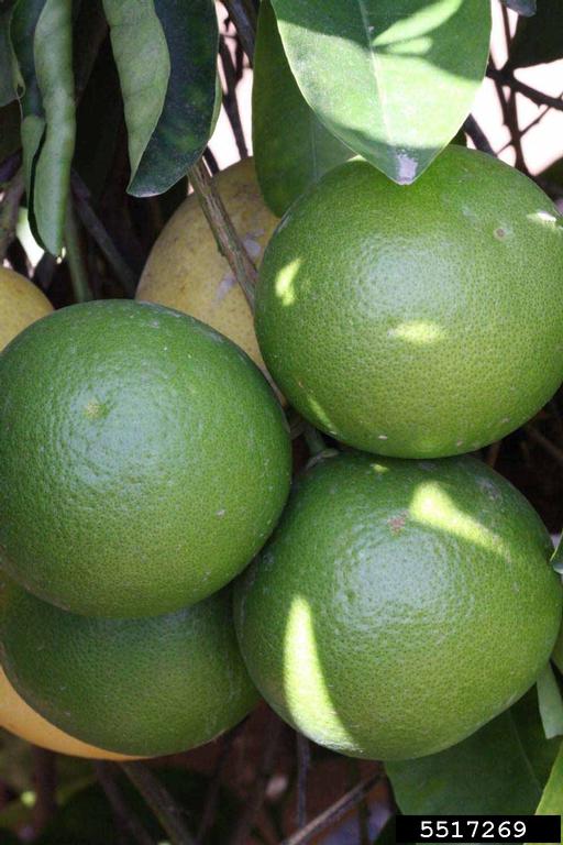 Imperial Grapefruit (Citrus paradisi cv. Imperial Grapefruit)