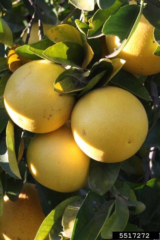 Imperial Grapefruit (Citrus paradisi cv. Imperial Grapefruit)