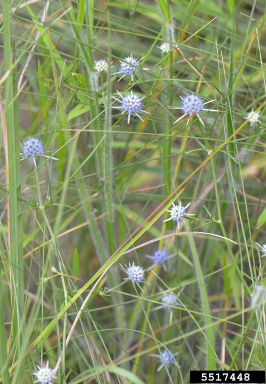 blueflower eryngo (Eryngium integrifolium)
