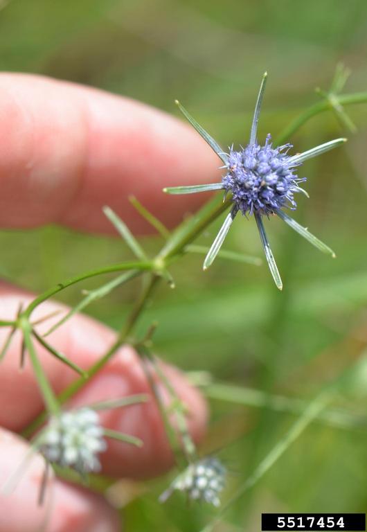 blueflower eryngo (Eryngium integrifolium)