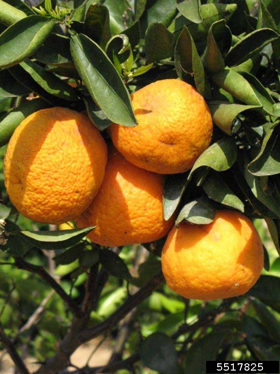 King (Citrus reticulata cv. King)