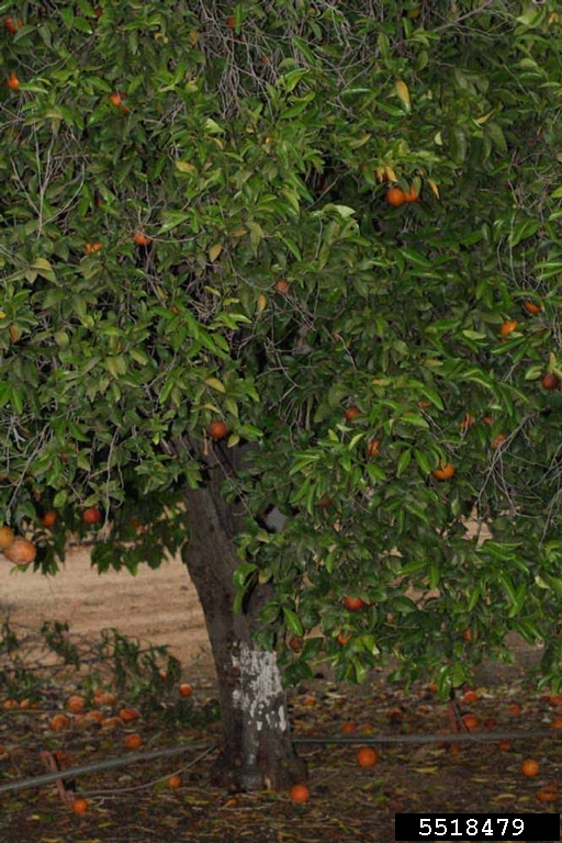 Kinnow, Citrus reticulata cv. Kinnow (Sapindales Rutaceae) 5518479