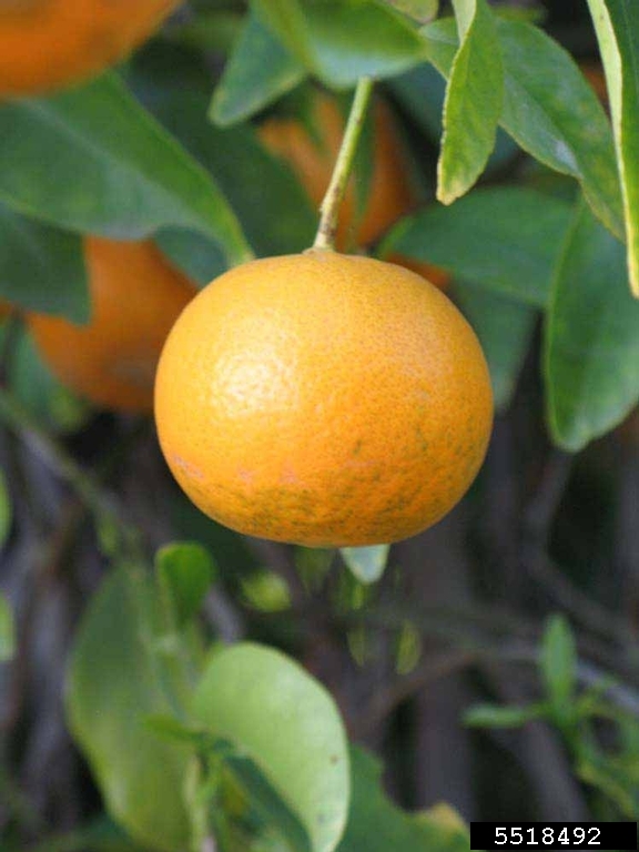 Kinnow (Citrus reticulata cv. Kinnow)