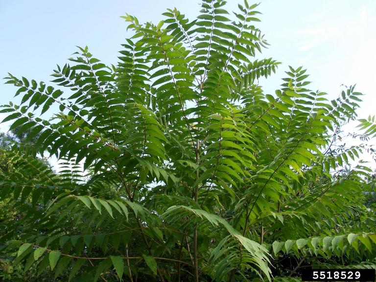 treeofheaven (Ailanthus altissima)
