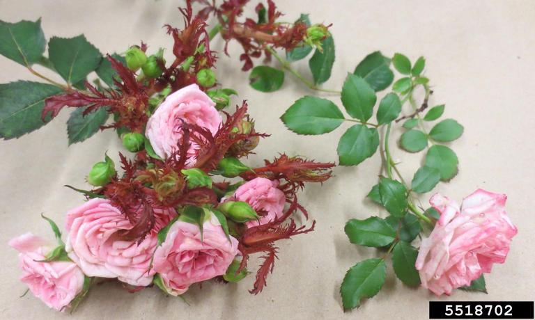 Rose Rosette Disease RRD Emaravirus Rose Rosette Disease Rose rosette disease rrd emaravirus rose rosette disease