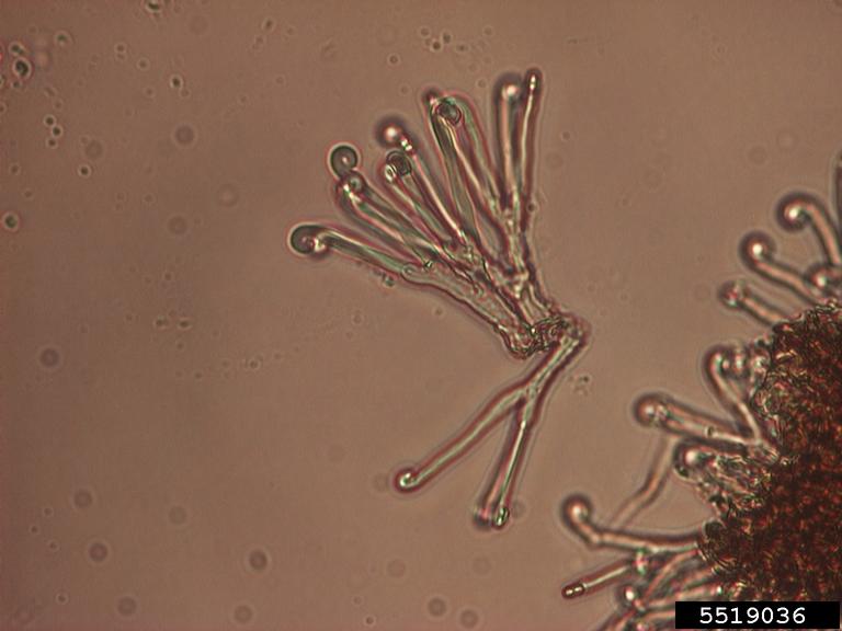 powdery mildew (Sawadaea polyfida)