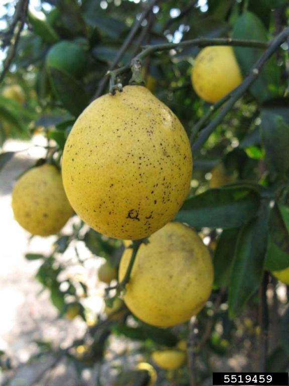 Lakeland Limequat (x Citrofortunella hybrid cv. Lakeland Limequat)