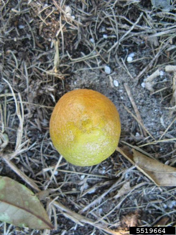 Lemonquat (x Citrofortunella hybrid cv. Lemonquat)