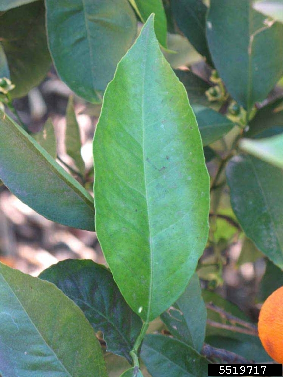Lima Citrus Sinensis Cv Lima Sapindales Rutaceae 5519717 lima-citrus-sinensis-cv-lima-sapindales-rutaceae-5519717