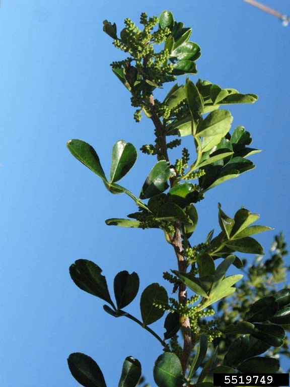 Lime Prickly Ash (Zanthoxylum fagara cv. Lime Prickly Ash)