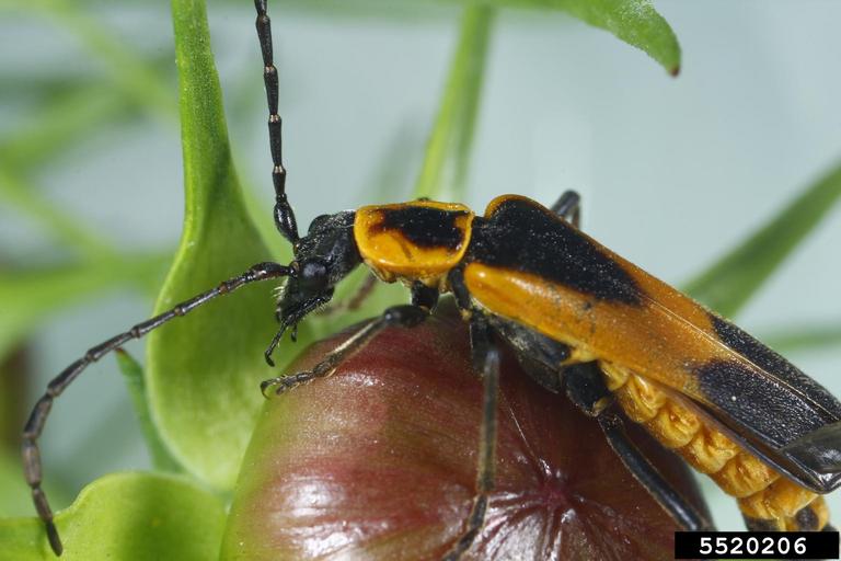 Colorado plains soldier beetle (Chauliognathus basalis)