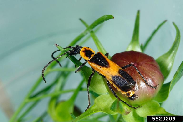 Colorado plains soldier beetle (Chauliognathus basalis)